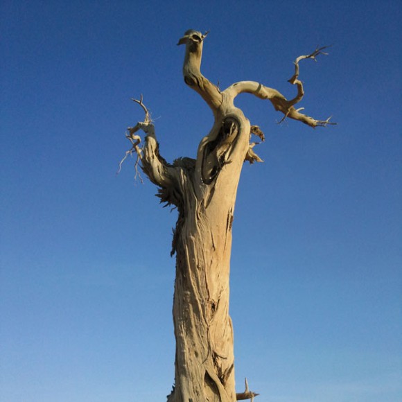 额济纳胡杨（手机拍）——秦小平