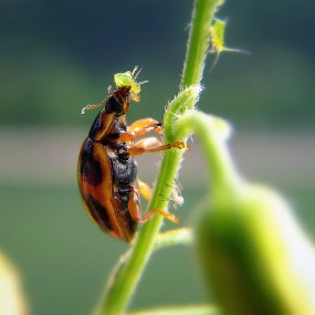 瓢虫吃蚜虫