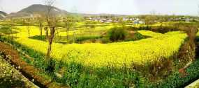 陈村油菜花