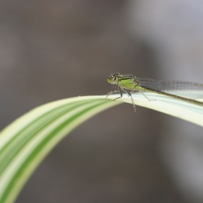 荷塘系列-豆娘2