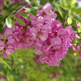 ——更为娇艳的紫色槐花——