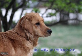 上下班的几张随拍（花，狗，人,都有）