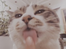 我可爱的猫咪哦