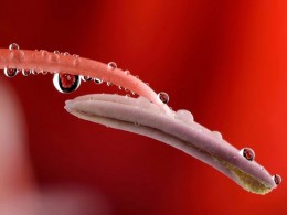 15张作品看英国摄影师如何拍摄微距花卉