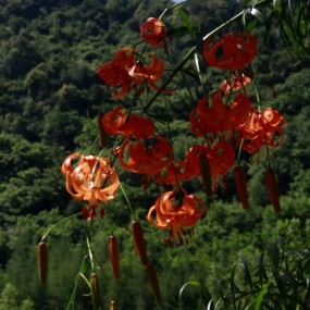 一路美丽缀山野  单车上秦岭2