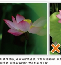 荷塘拍摄关键词