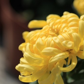 我花开时百花杀