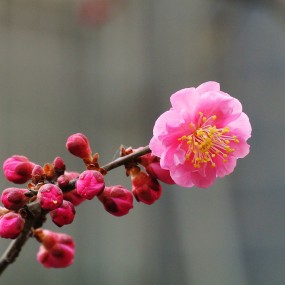 春来红梅花儿开