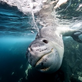 International Photography Awards [1]