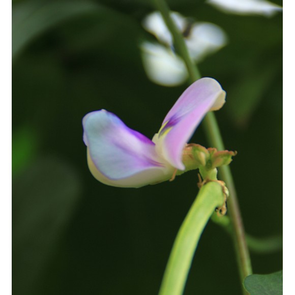 豆角花