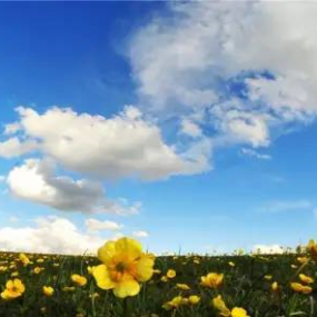 七月，喀拉峻的花海雪山 渐入佳境