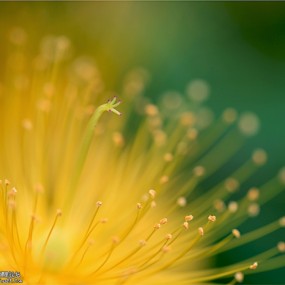 金丝万缕吐相思