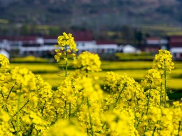 醉人的汉中油菜花海