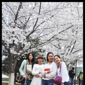 白鹿雅集樱花舞春