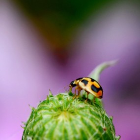 萌萌的龟纹瓢虫