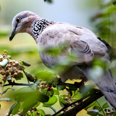 花椒树上的斑鸠