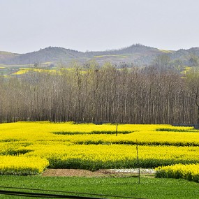 拍摄一组汉中洋县菜籽花，梨花万像更新。2012,4.1