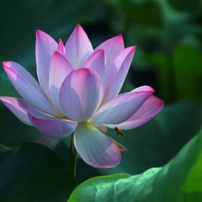 荷花绽放丰庆公园湖心岛