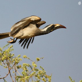 黑嘴弯嘴犀鸟--航海王基德
