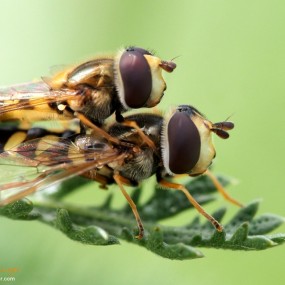 【蜜蜂与食蚜蝇】