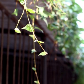 550+小痰盂 新人求指点