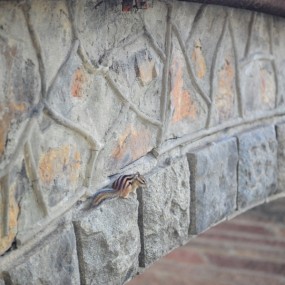 松鼠小妹的一周大冒险