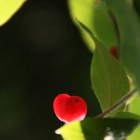 具说这种植物叫羊奶