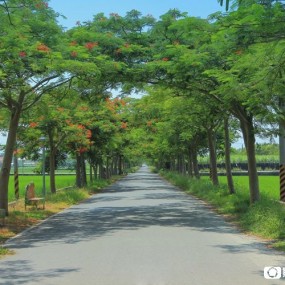 凤凰绽放——凤凰花绿色通道