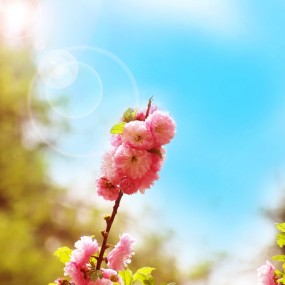 一幅图的几种调色，大家给评判一下。