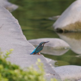 南湖拍妹子顺手打鸟
