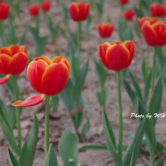 兴庆公园的郁金香