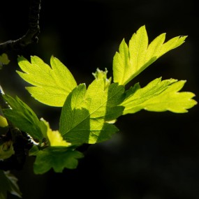 金贵之物皆难留(小试摄影配诗)