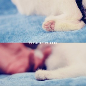 卡优米格格de成长日记Ⅰ-航海王基德