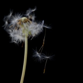 随风飘荡  蒲公英  二