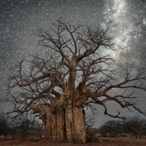 星空下的古老神树