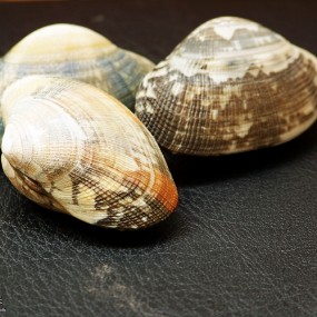 自己在家拍的花蛤