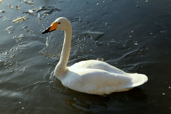 老袁习作：（2012年‘最后—拍’