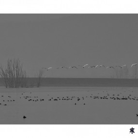 来自西伯利亚的精灵----大天鹅