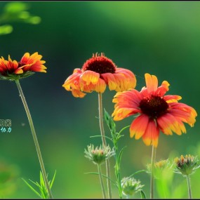 亚利桑那----阳光