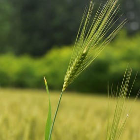 立夏少半月   麦穗青转黄