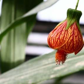 晚秋（三）秋天的灯笼花