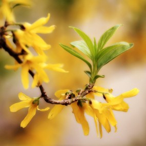 春天的那些花儿