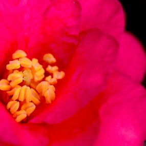 明艳耀眼----山茶花