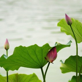 拍了近200快门，也就这3张能看