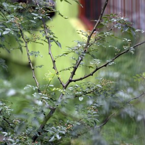 佳能爱死小白兔试拍，一棵树枝