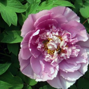 “国色天香”--我家牡丹花开了