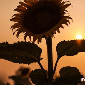 我悄悄的发个作业--------楼观，葵花，和其它