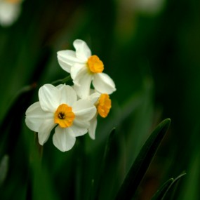 植物园鲜花一组