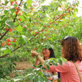 又是一年果红时