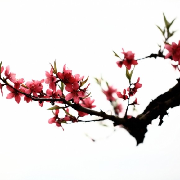 一剪桃花闹新春